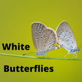 White butterflies per pianoforte